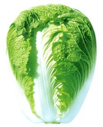 青雜15——白菜種子