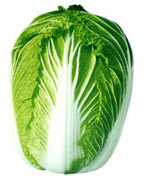 琴萌勝秋——白菜種子