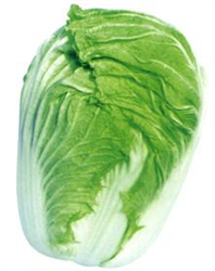 青雜80——白菜種子