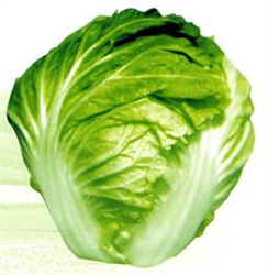 熱王子1號(hào)——白菜種子