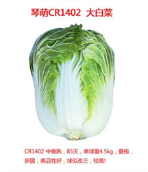 琴萌CR1402抗根腫病大白菜——白菜種子