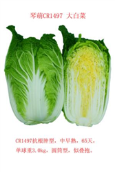 琴萌CR1497大白菜——白菜種子