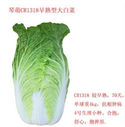 琴萌CR1318早熟型大白菜——白菜種子