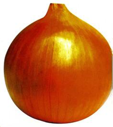 日本大黃玉蔥——洋蔥種子