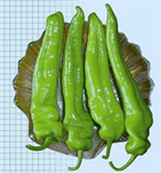 AT綠王尖椒（一代交配）——辣椒種子