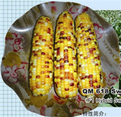 五色珠618甜糯玉米（一代交配）——其他種子