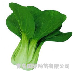 綠秀91-1——小青菜種子
