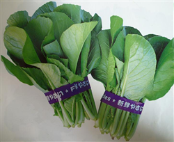 千寶菜——小青菜種子