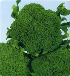 瑞麟西蘭花——西蘭花種子
