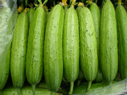 QJF Short Green Cucumber——黃瓜種子
