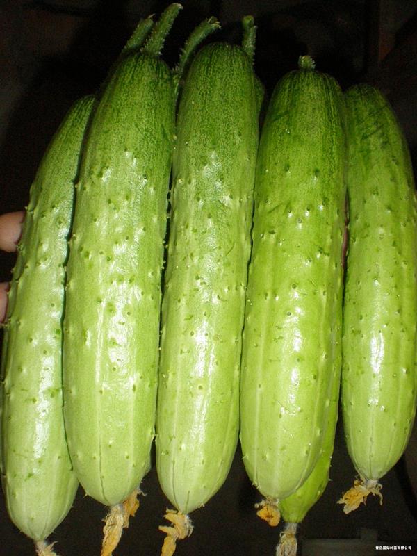 QJF Yellow Long Cucumber--黃瓜種子