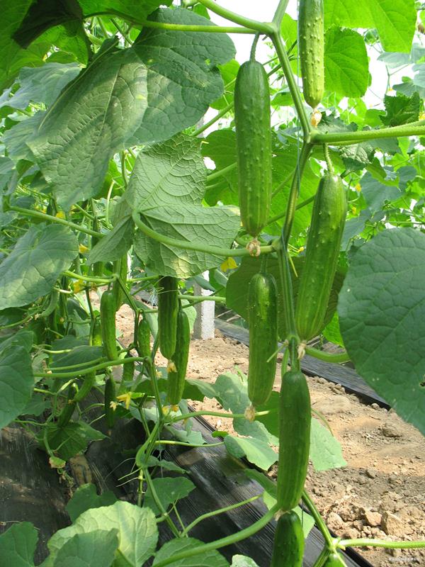 QPS-321 Cucumber--黃瓜種子