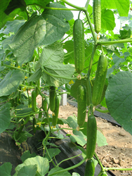 QPS-321 Cucumber——黃瓜種子