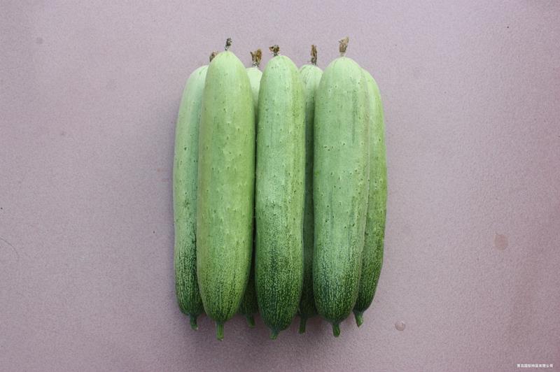 QPS-987 Cucumber--黃瓜種子