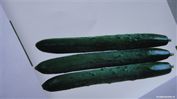 QX-962 Cucumber——黃瓜種子