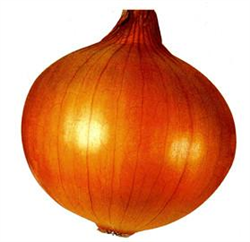 極早生金球2號——洋蔥種子