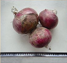 QL紅富玉蔥（一代交配）——洋蔥種子