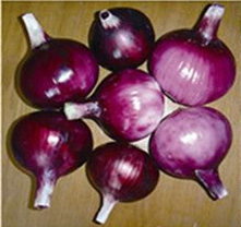 QKW紅美玉蔥（一代交配）——洋蔥種子