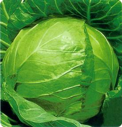 魯甘藍(lán)2號——甘藍(lán)種子