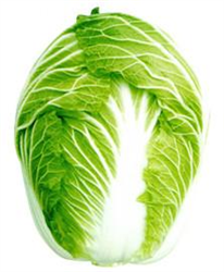 琴萌8號——白菜種子