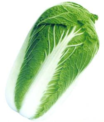 琴萌69——白菜種子