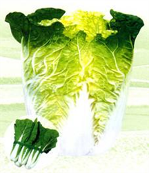 琴萌黃冠——白菜種子