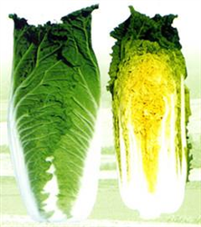 青綠60——白菜種子