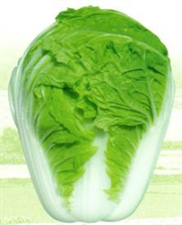 青雜11號——白菜種子